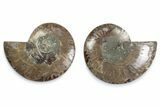 Cut & Polished Ammonite Fossil - Madagascar #377571-1